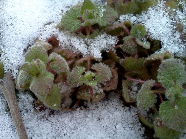 Poor little ground ivy plants, trying to make their way in the world...
