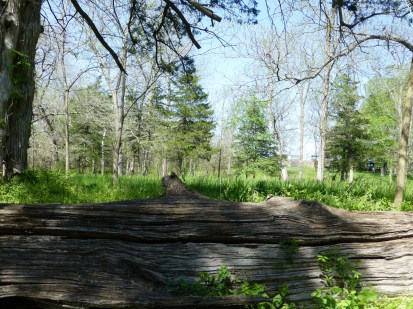 A view of the battlefield from behind a fallen log.
